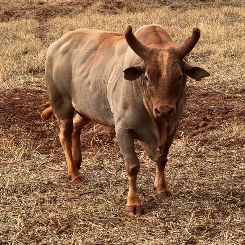 Imagem JPG, Cia Tercio Miranda promove leilão de genética com lotes inéditos no país