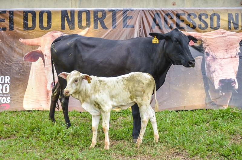 Imagem JPG, Cia Tercio Miranda bate novos recordes no mercado de touros de pulo em leilão de genética