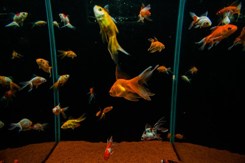  ( Henrique Campinha)