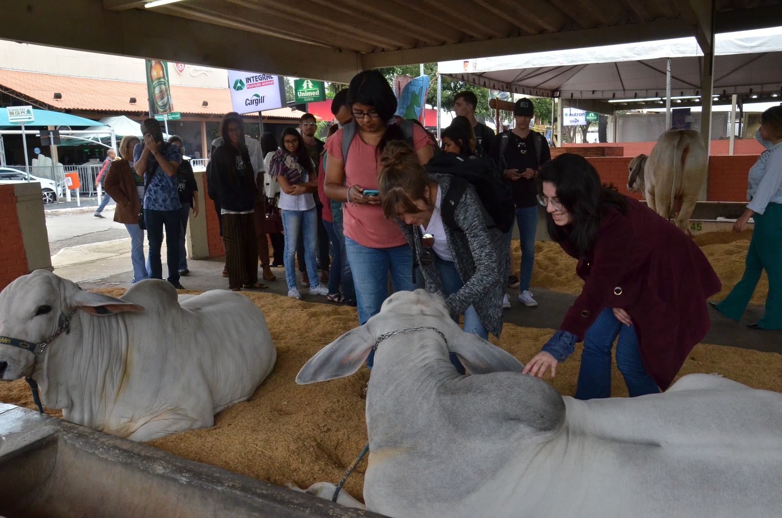 Imagem JPG, Pecuária de Goiânia espera movimentar mais de R$100 milhões em negócios