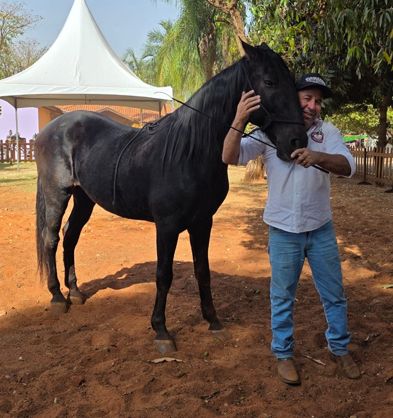 Outro destaque é o Faísca Negro, cavalo da raça Lusitano ()