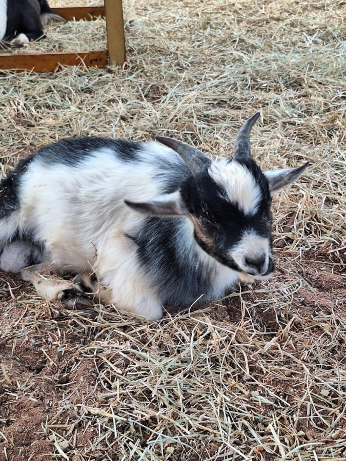 Minianimais chamam atenção do público do Rancho do Peãozinho ()